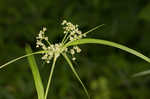 Leafy bulrush